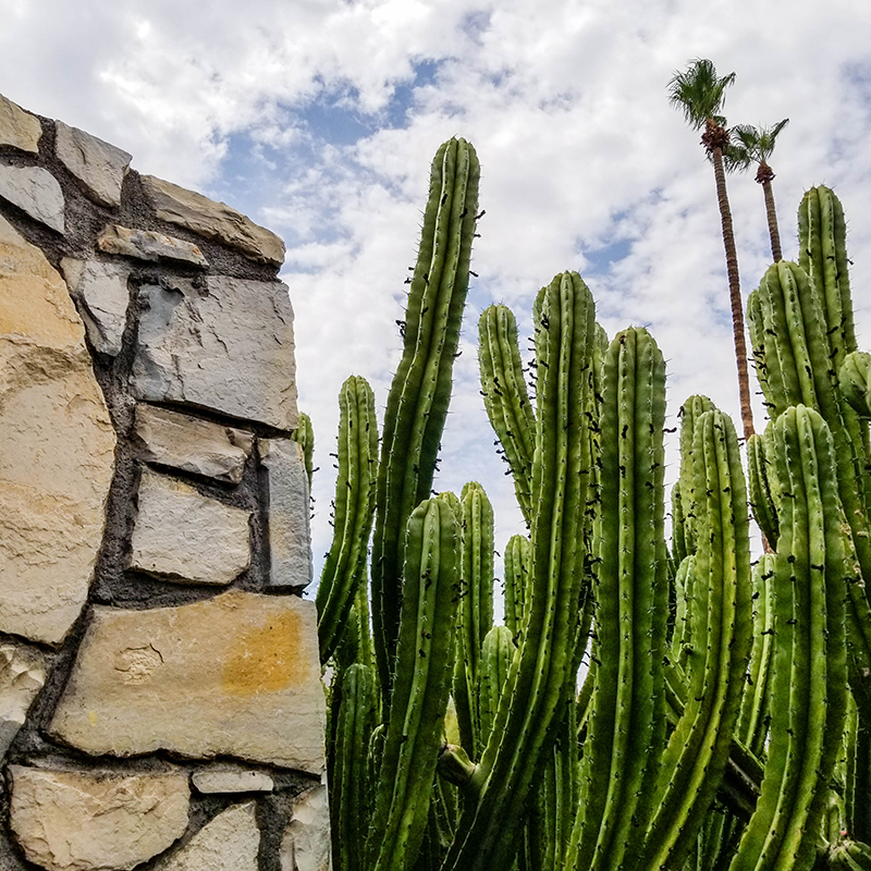 Cactus growing near a wall with a cloudy sky in the background.