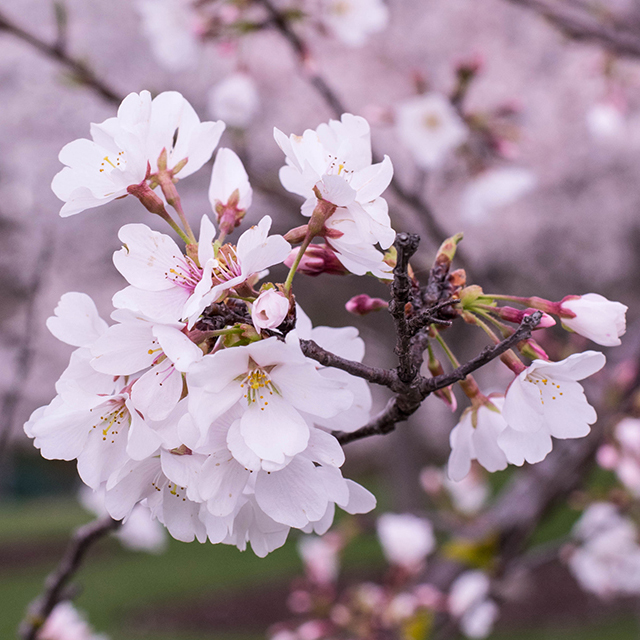 Whitish-pink looking flowers in the foreground with more in the background